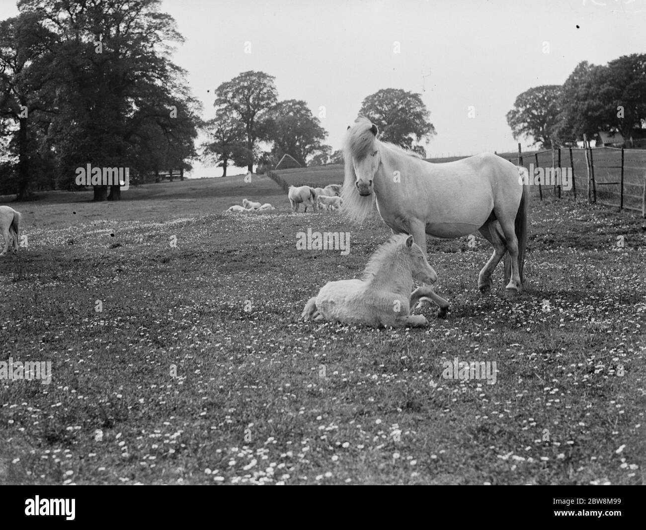 White ponies . Mare and foal in a field . 1935 Stock Photo