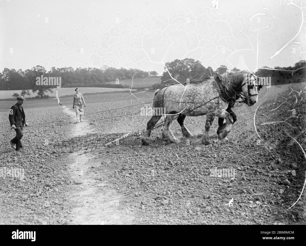 A farmer using a team of horses to pull a harrow across his field . 1935 Stock Photo