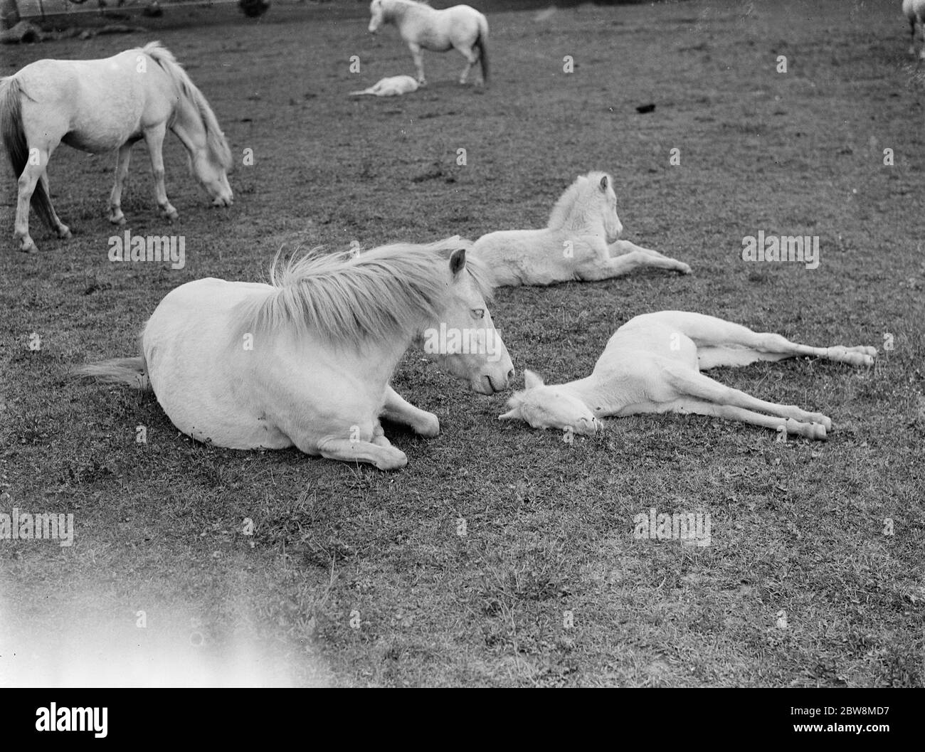 White ponies . Mares relaxing in a field with their foals . 1935 Stock Photo