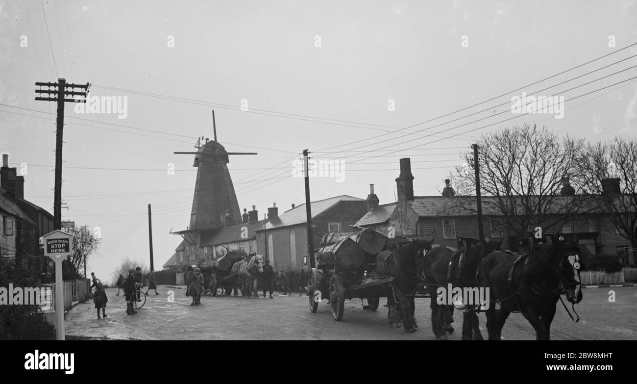 Horse teams tow tree trunks away from the windmill . 1936 . Stock Photo