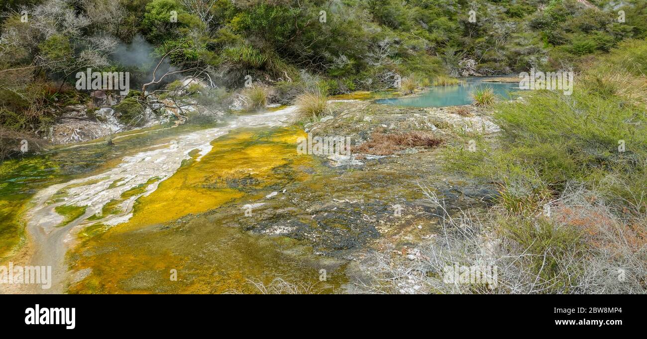 Thermal springs and pools with Algae, Rotorua Stock Photo