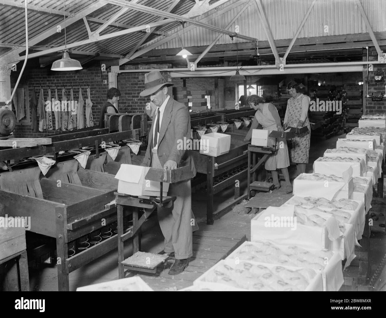 Fruit packing at Thomas Neame fruit farm , Faversham , Kent . 1935