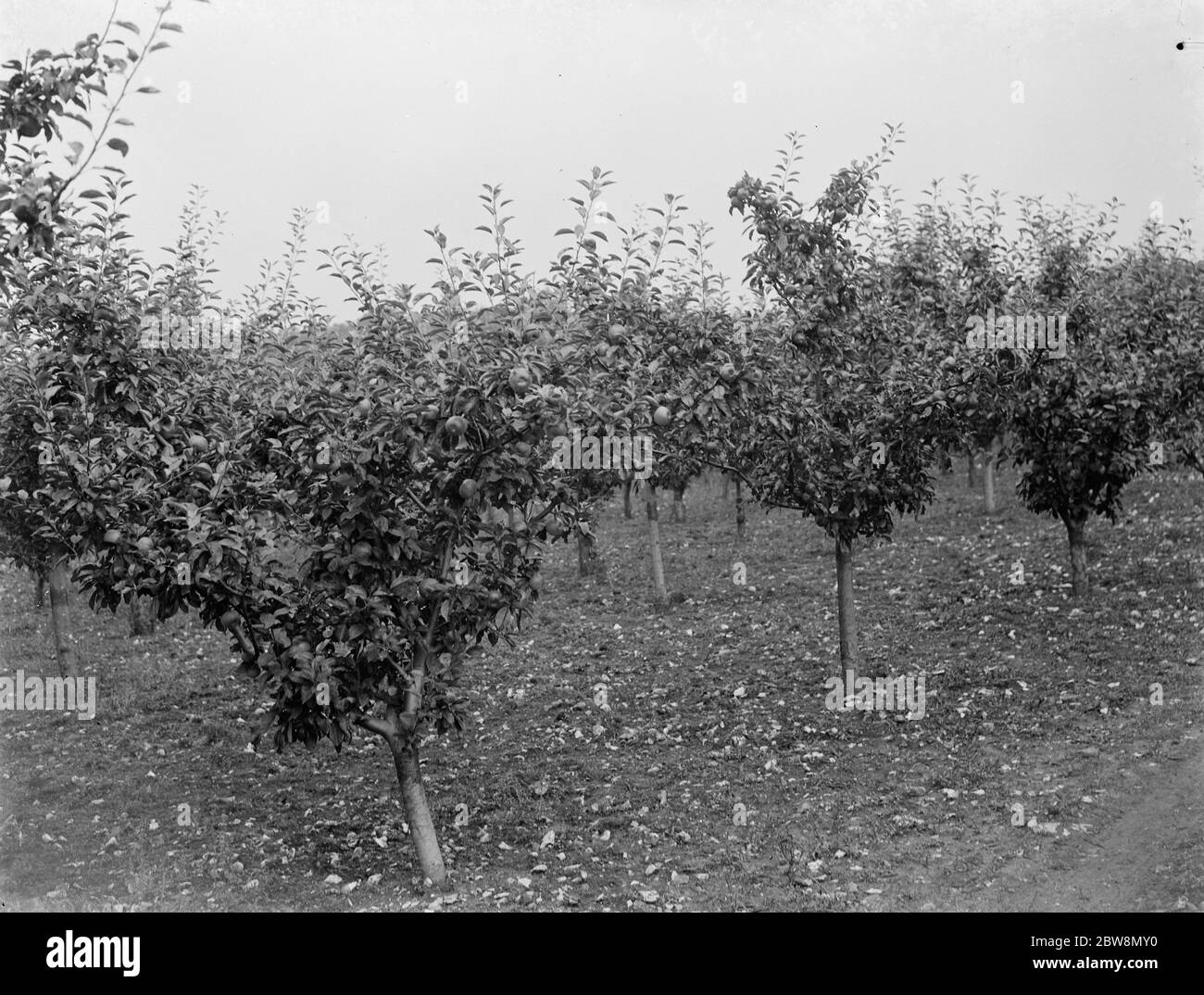 Young apple trees with lots of fruit . 1935 Stock Photo