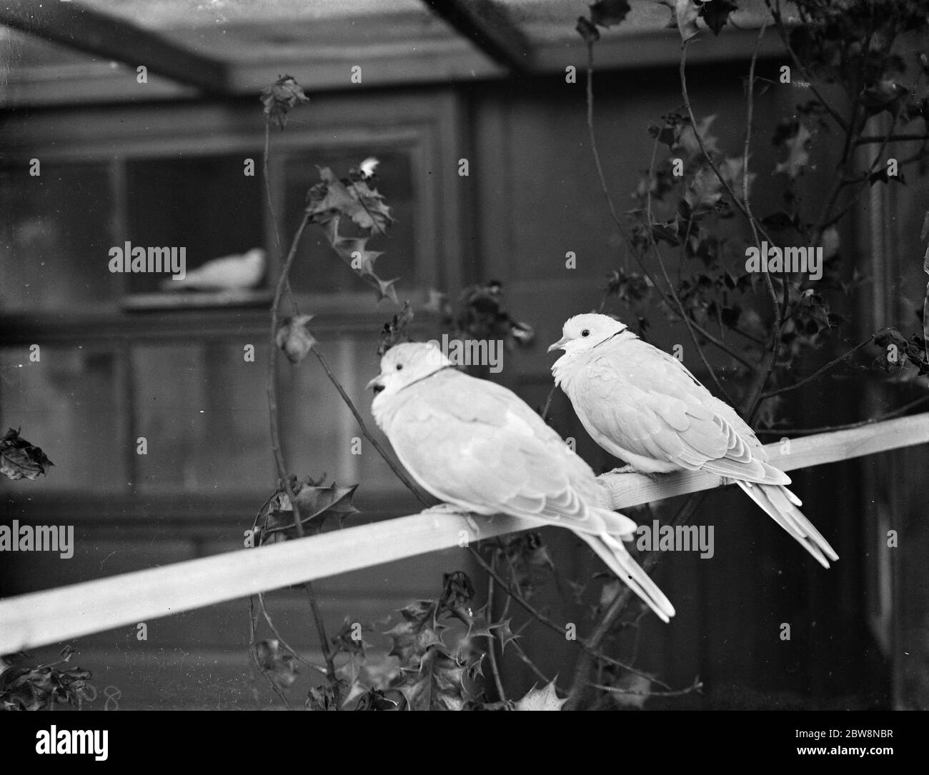 A bird aviary in Danson park . 1938 Stock Photo Alamy