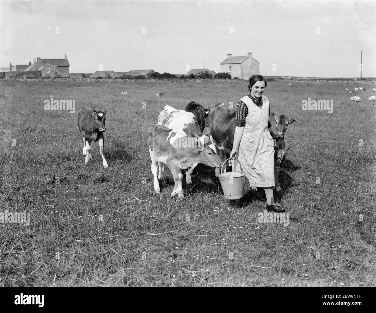 Cows following the farmer with the feed . 1936 . Stock Photo