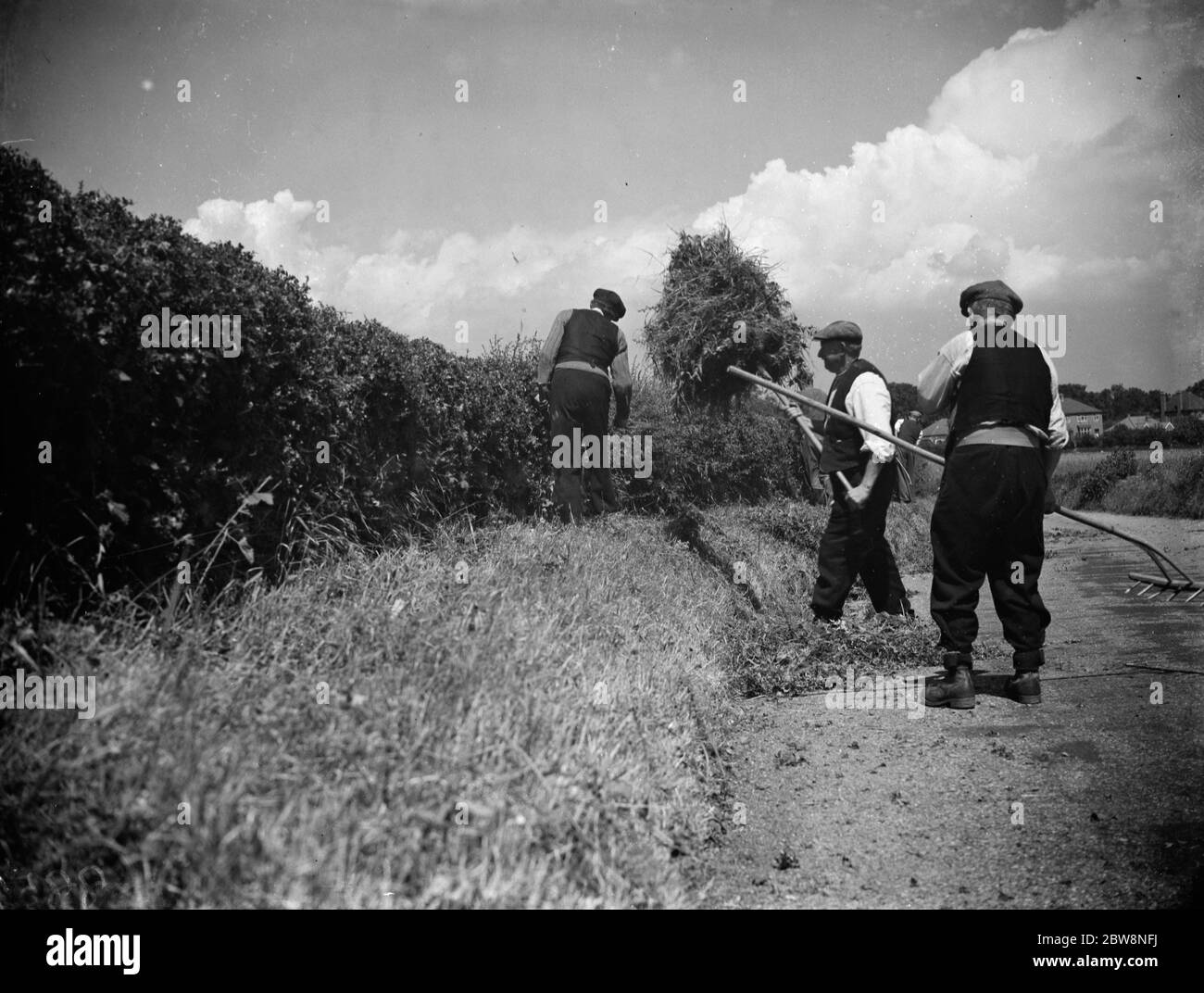 Farmers trim hedges by hand in Wilmington . 1938 Stock Photo