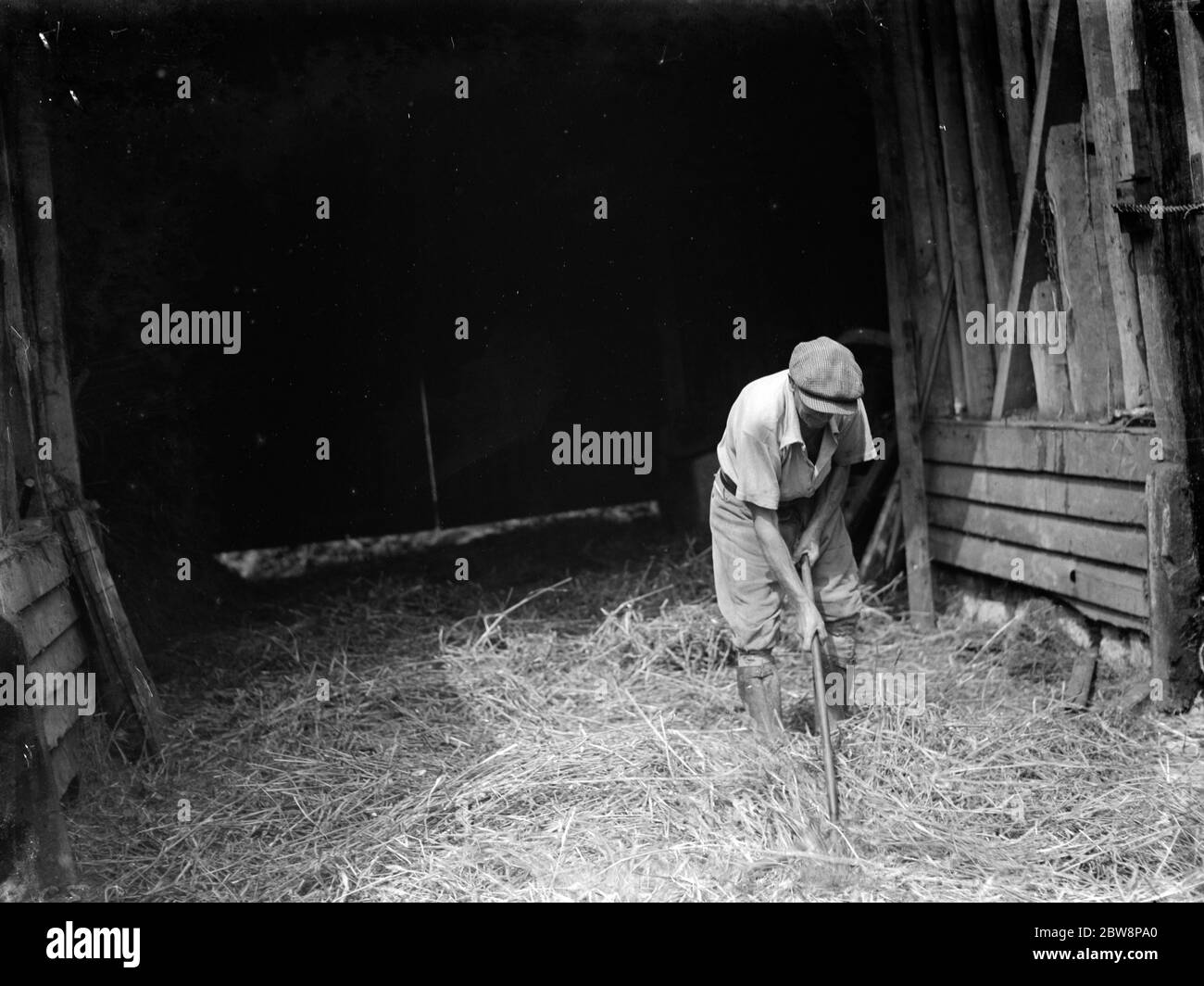 Farm worker Jimmy Burrows using a flail for threshing at Westerham , Kent . 1935 Stock Photo Alamy