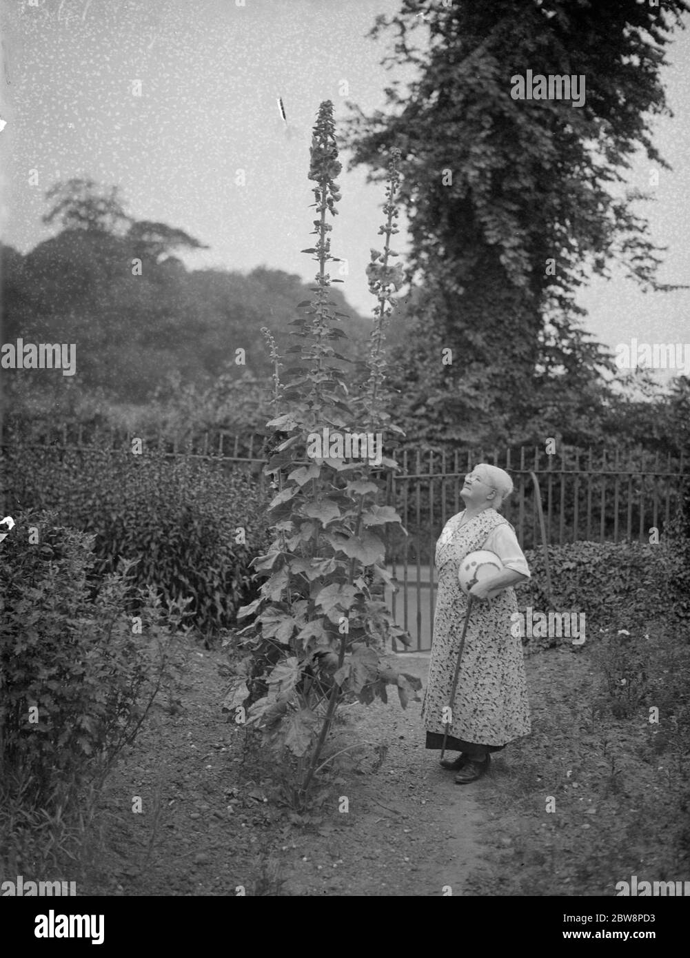 An elderly gardener admires her giant hollyhock in her cottage garden