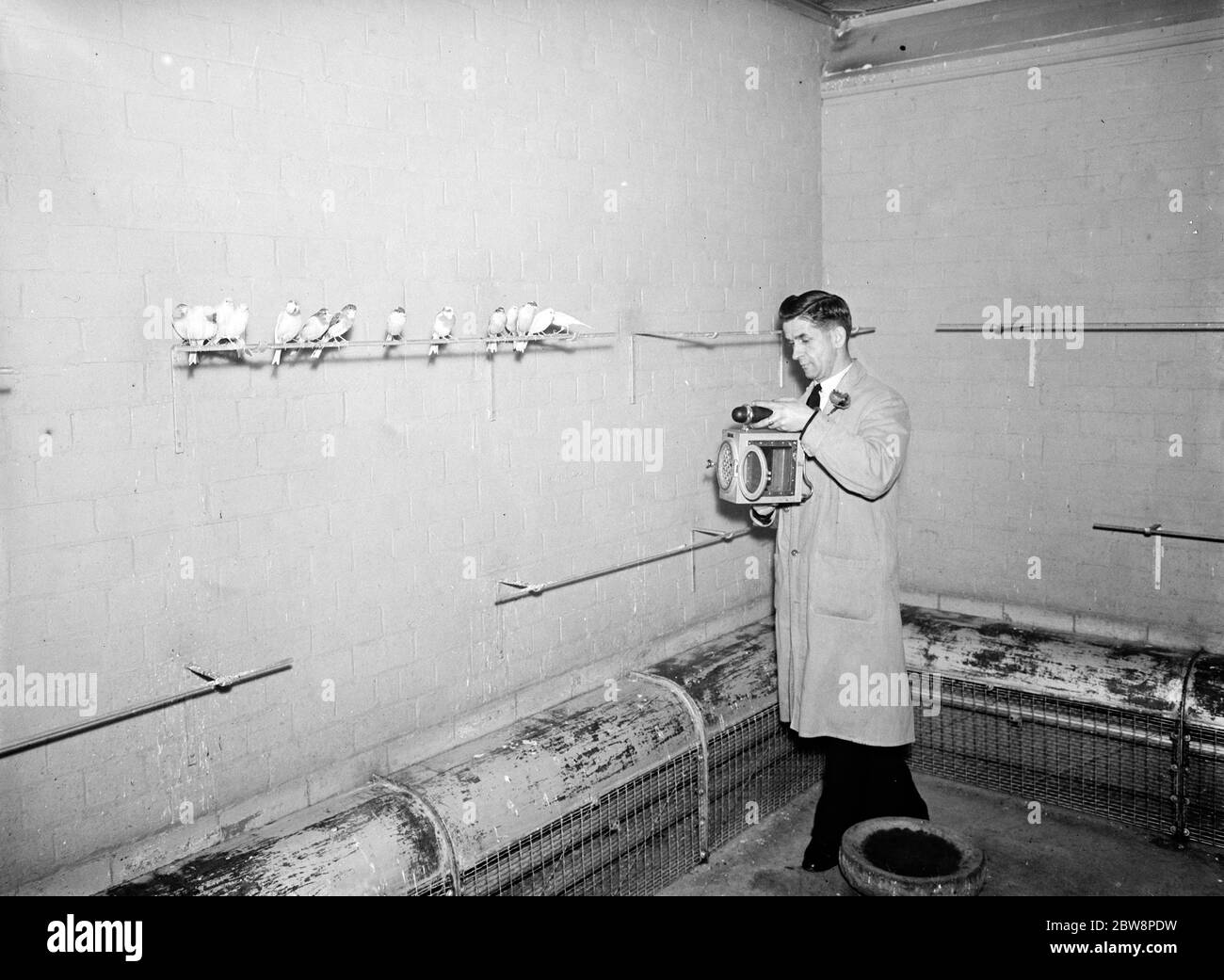 Canaries for mine work . The caretaker holds aloft the special canary cage used by miners . 1937 . Stock Photo