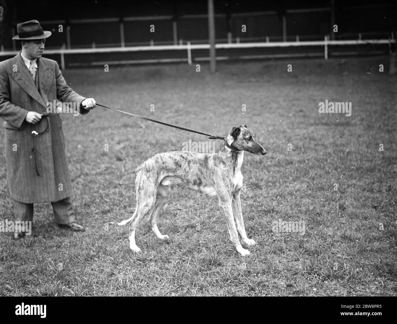 One the greyhounds racing at the Crayford dog track . 1937 Stock Photo