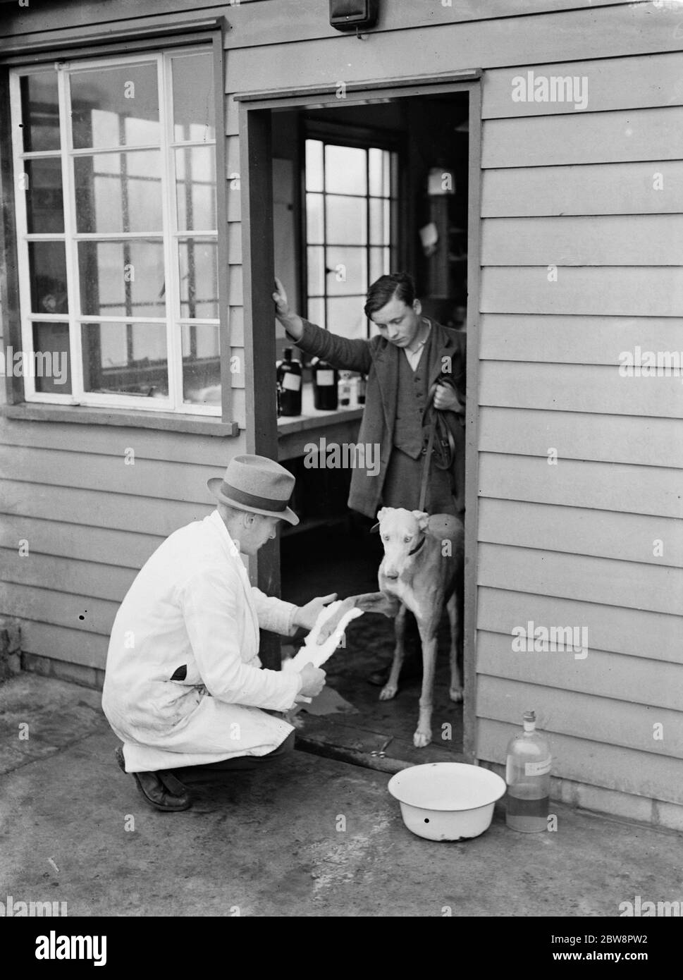 Some of the greyhounds that race at Crayford dog track . One of them seen here with the vet having his paw checked . 1935 . Stock Photo
