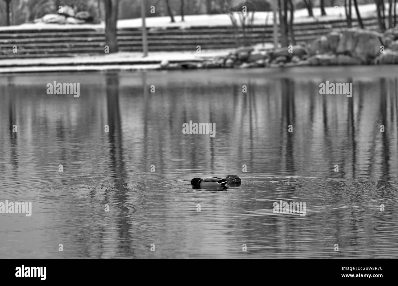 Ducks on duck pond Black and White Stock Photos & Images - Alamy