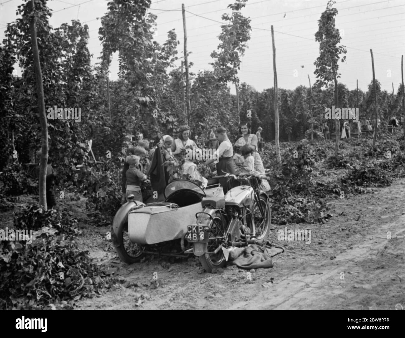 Hop pickers in East Peckham . 1 September 1938 . Stock Photo