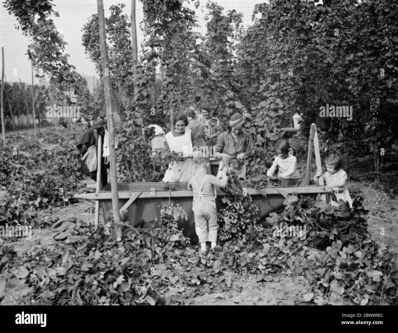 Hop pickers in East Peckham . Young and old working in the hop field . 1 September 1938 . Stock Photo
