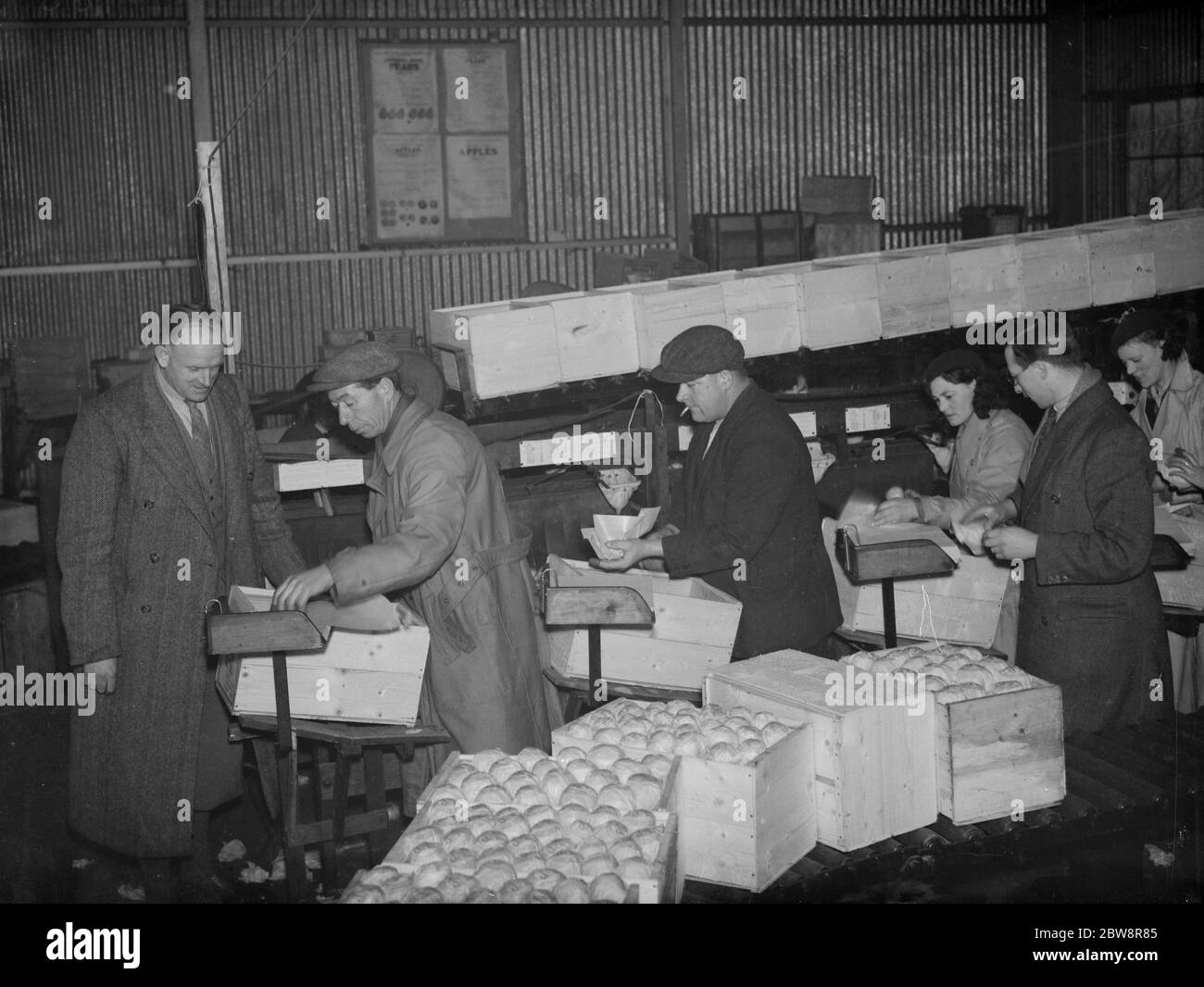 Workers busily demonstrating packing fruit at the Fruit Farm in Swanley , Kent . 1938 Stock Photo