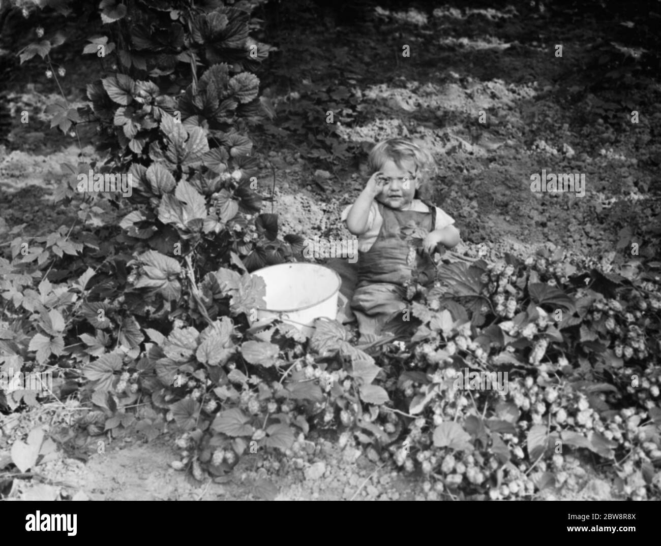 Hop pickers in East Peckham . A child helping in the hop field . 1 September 1938 . Stock Photo