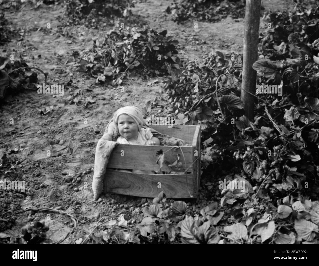 Hop pickers in East Peckham . A baby in a fruit box . 1 September 1938 . Stock Photo