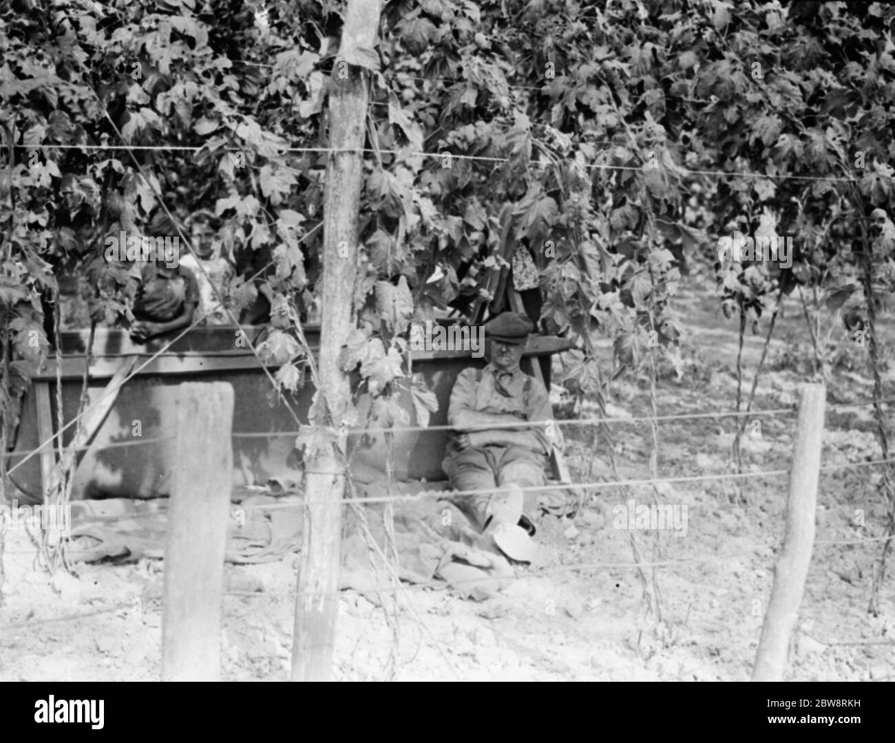 Hop picker sleeping under the hop bushes . 1938 . Stock Photo