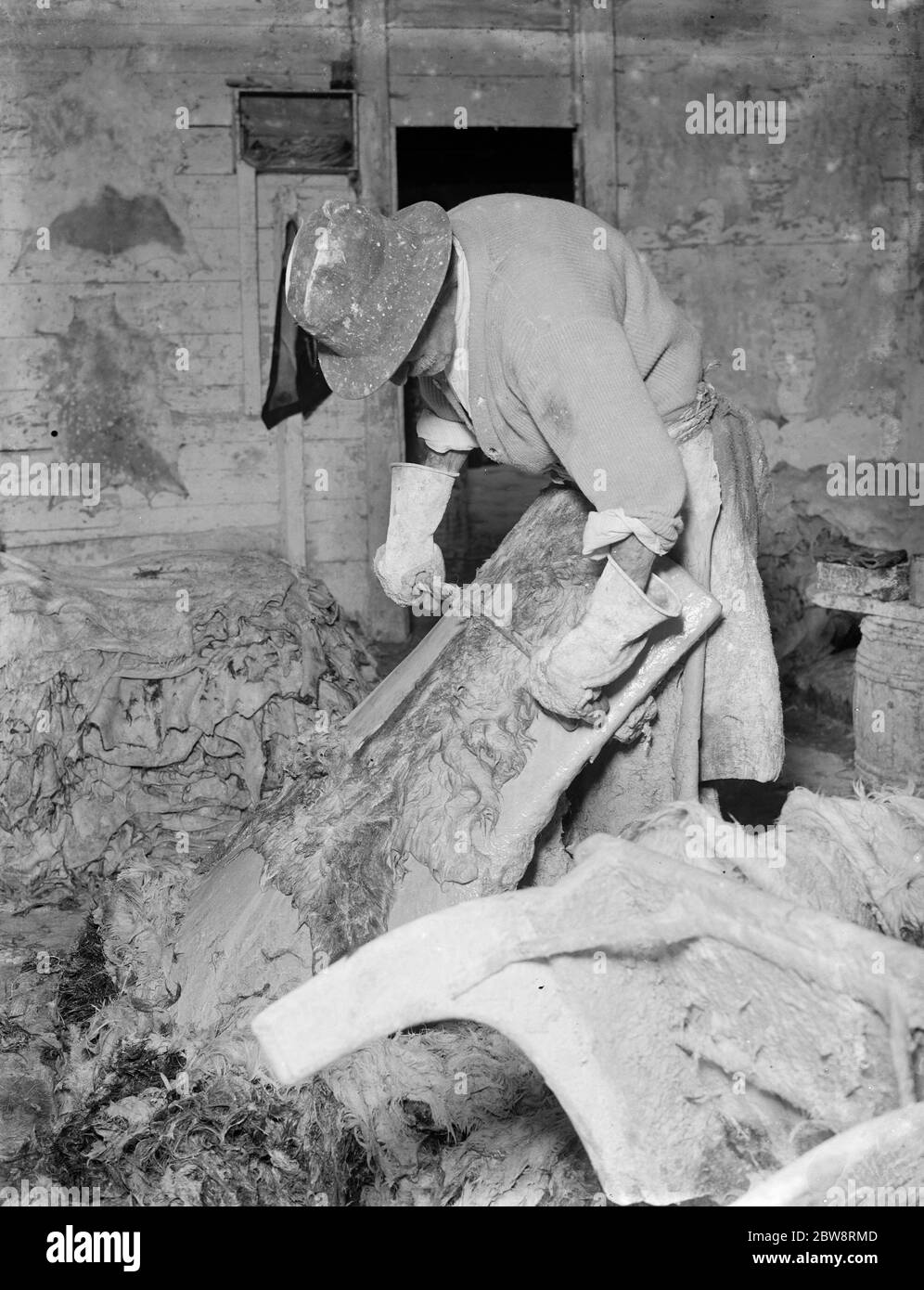 A man scraping and fleshing the animal skins at the vellum works . 1935 Stock Photo