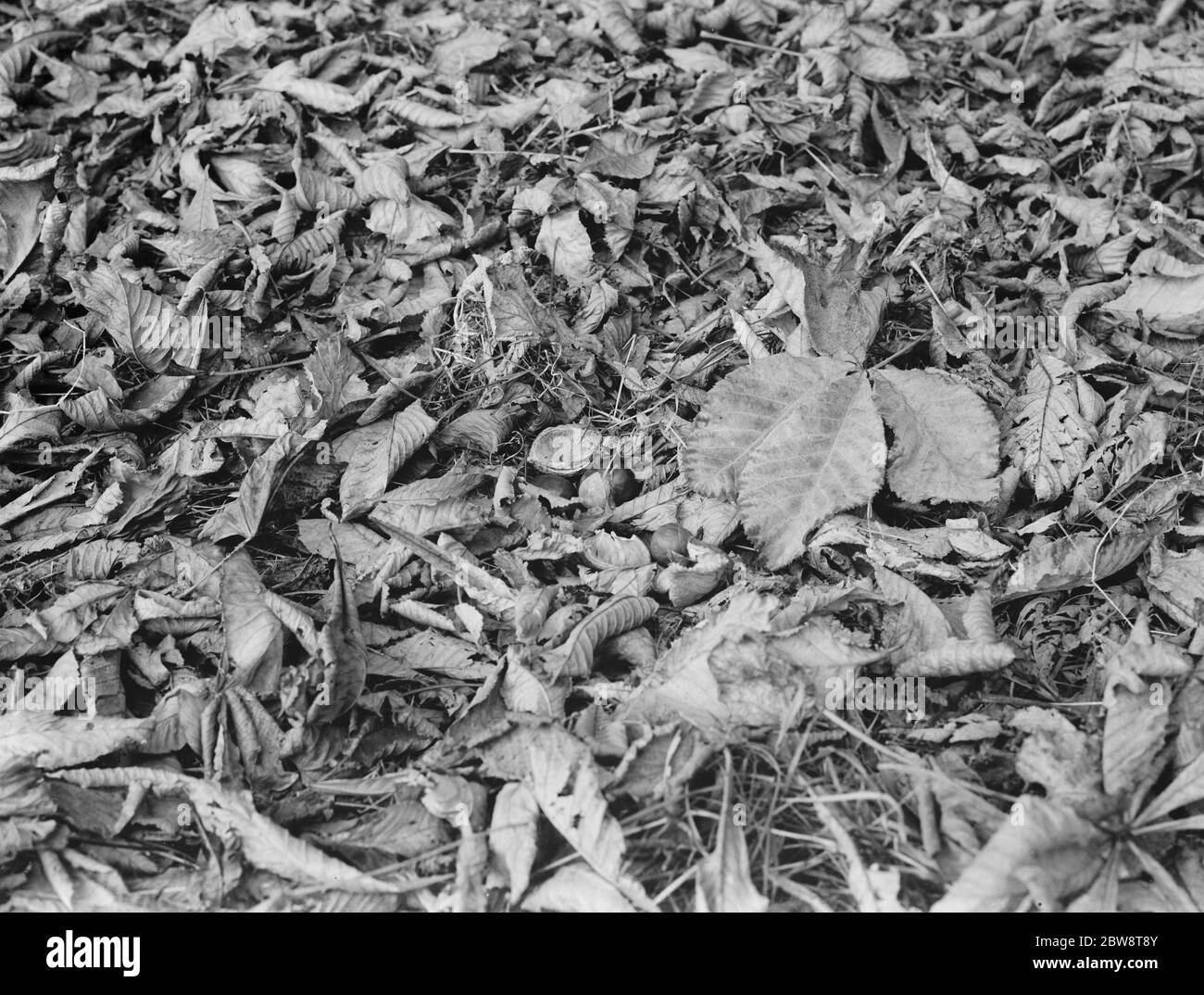 Autumn horse chestnuts and leaves on the grass . 1936 Stock Photo