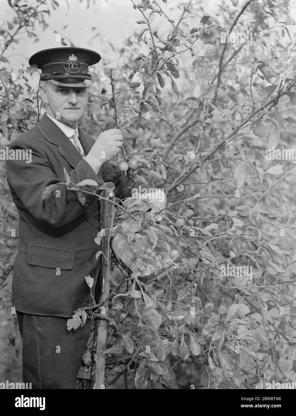 Postman Mr A Cooling up a tree , in Chislehurst , Kent picking pulms . 1935 Stock Photo