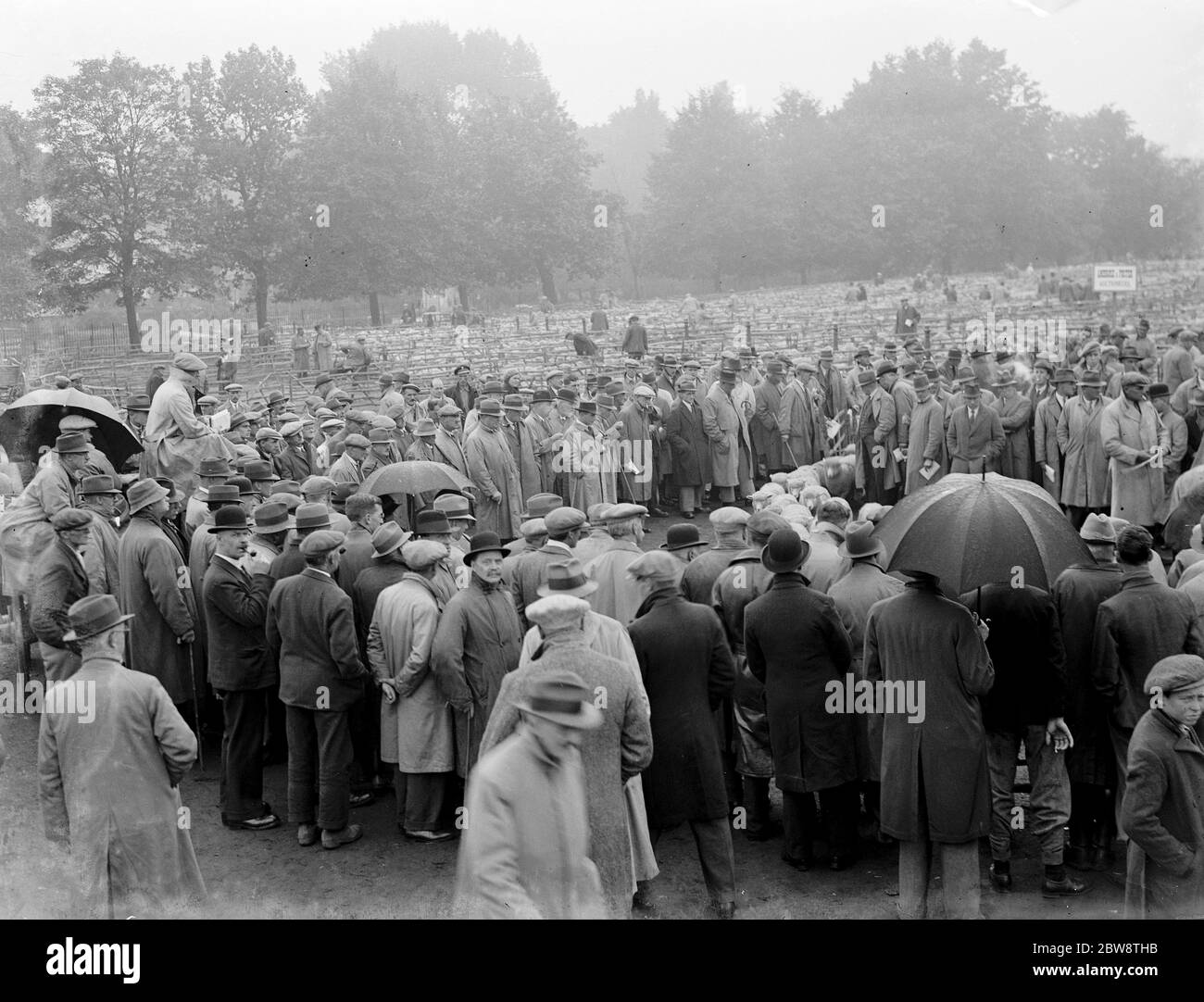 Sheep sale in Maidstone , Kent . 1936 Stock Photo Alamy