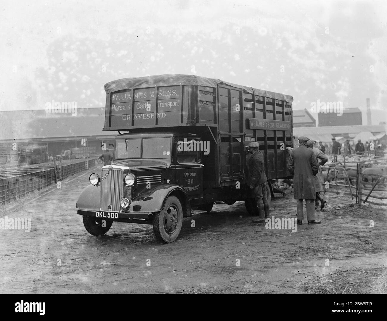 Sheep are being loaded up onto a Bedford lorry belonging to W James & Sons Horse and Cattle Transport from Gravesend , Kent . They are being taken to the sheep sale in Maidstone . 1936 Stock Photo