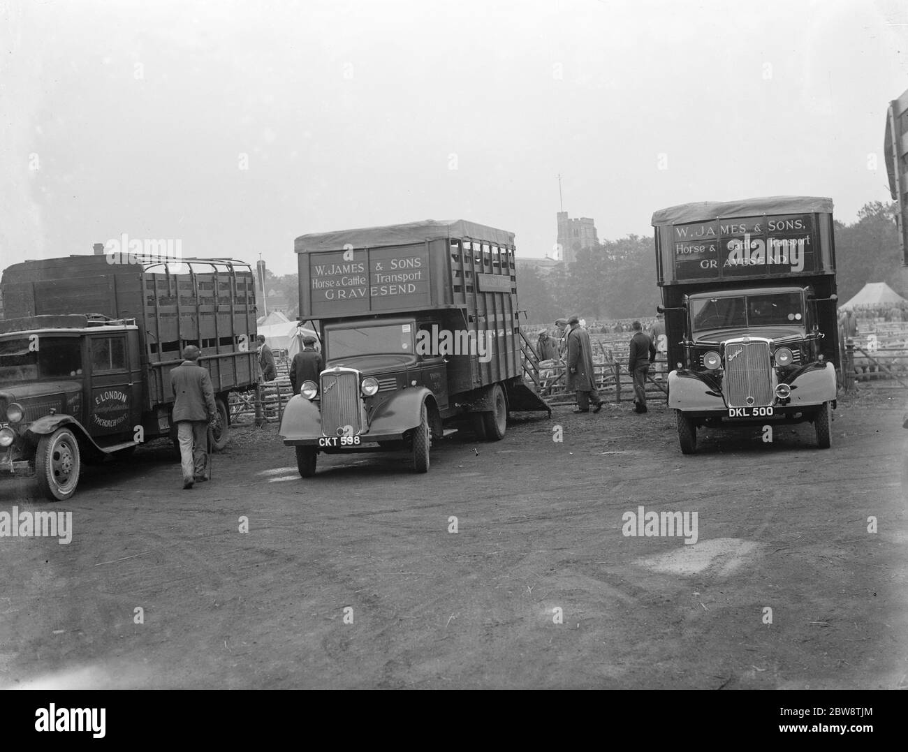 Sheep are being loaded up onto a Bedford lorry belonging to W James & Sons Horse and Cattle Transport from Gravesend , Kent . They are being taken to the sheep sale in Maidstone . 1936 Stock Photo