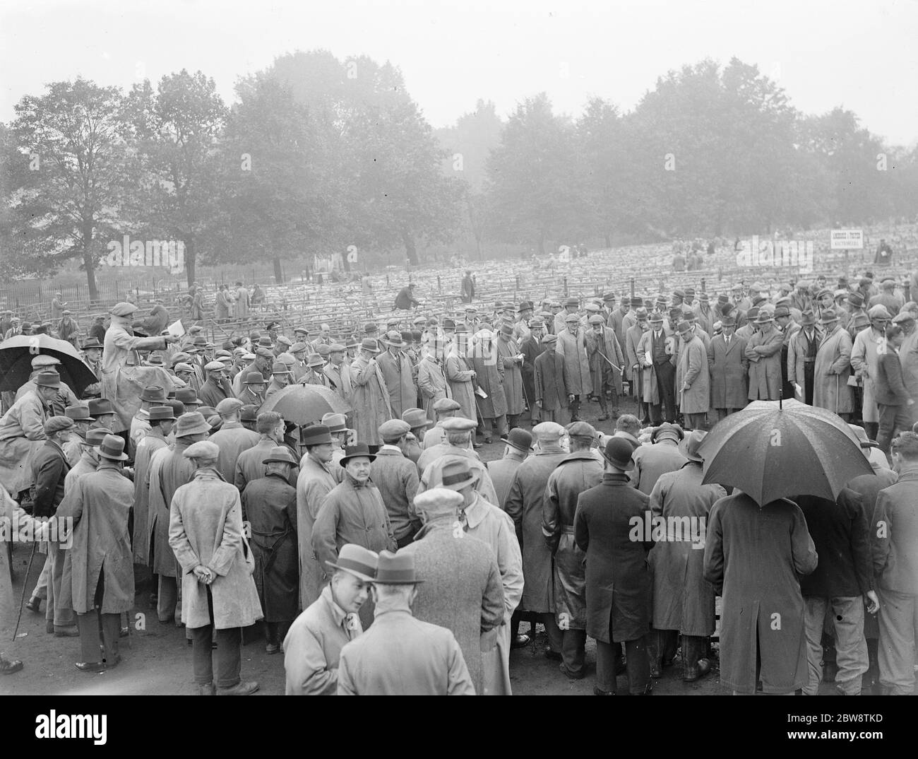 Sheep sale in Maidstone , Kent . 1936 Stock Photo Alamy