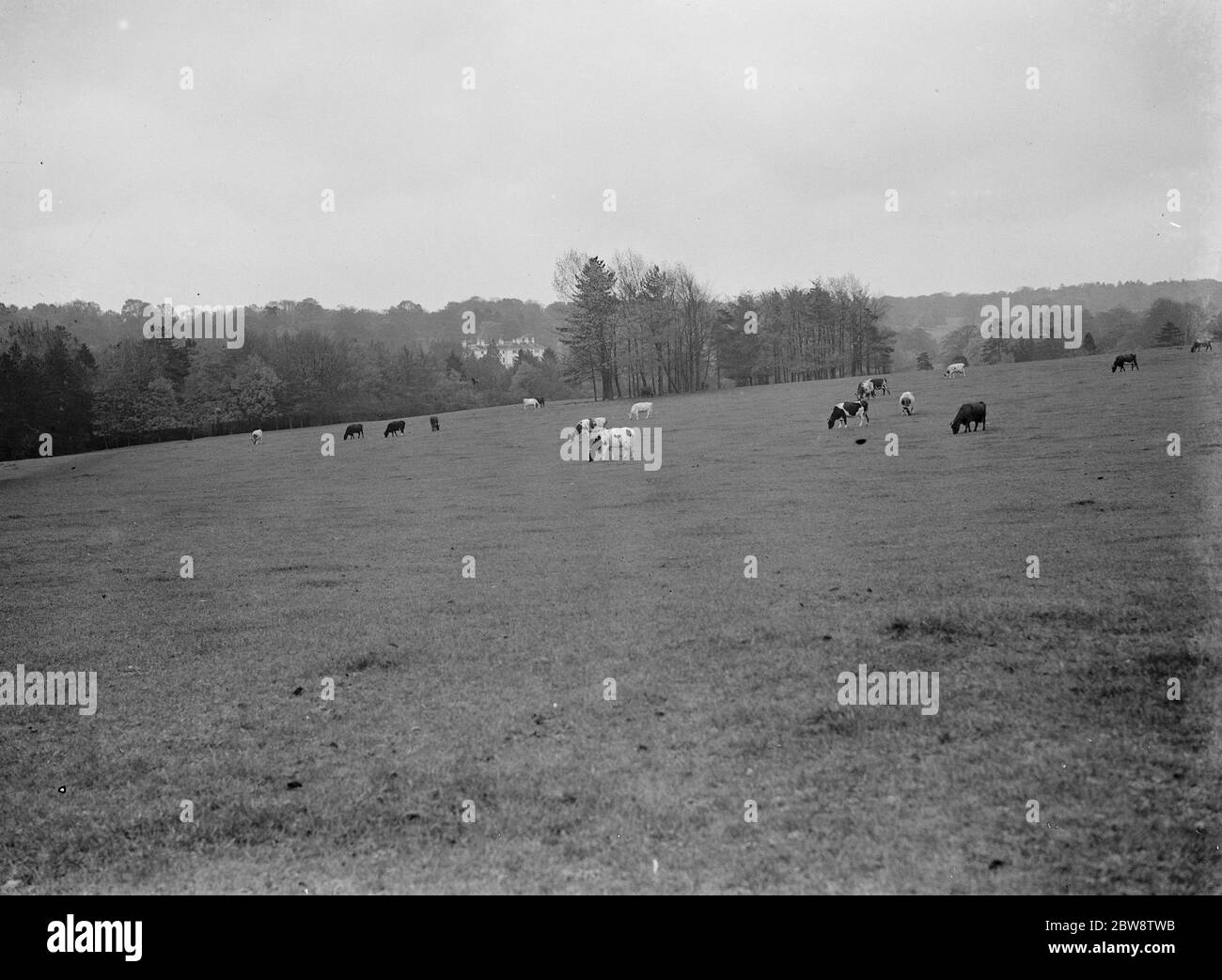 Cows grazing on the green belt at High Elms Estate . 1938 Stock Photo