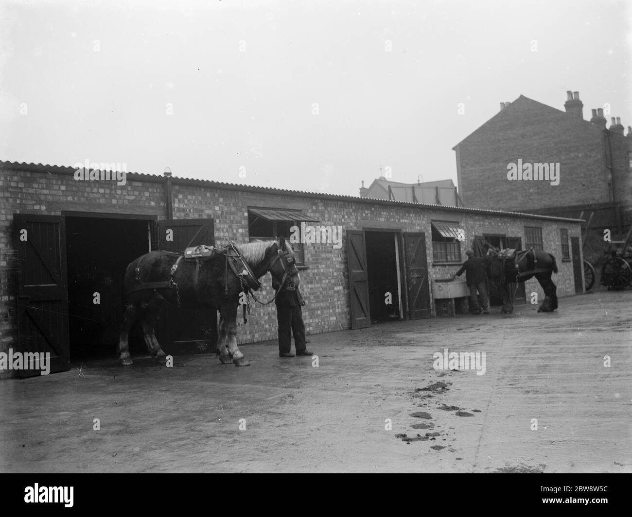 A man walks a horse out of the stables . 1936 Stock Photo