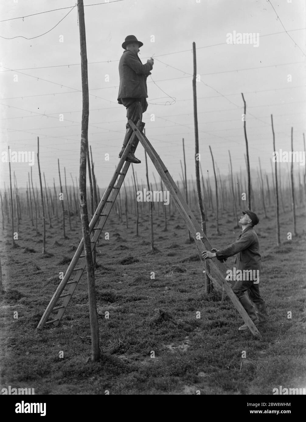 A man stringing the hop poles whilst another foots his ladder . 1937 Stock Photo