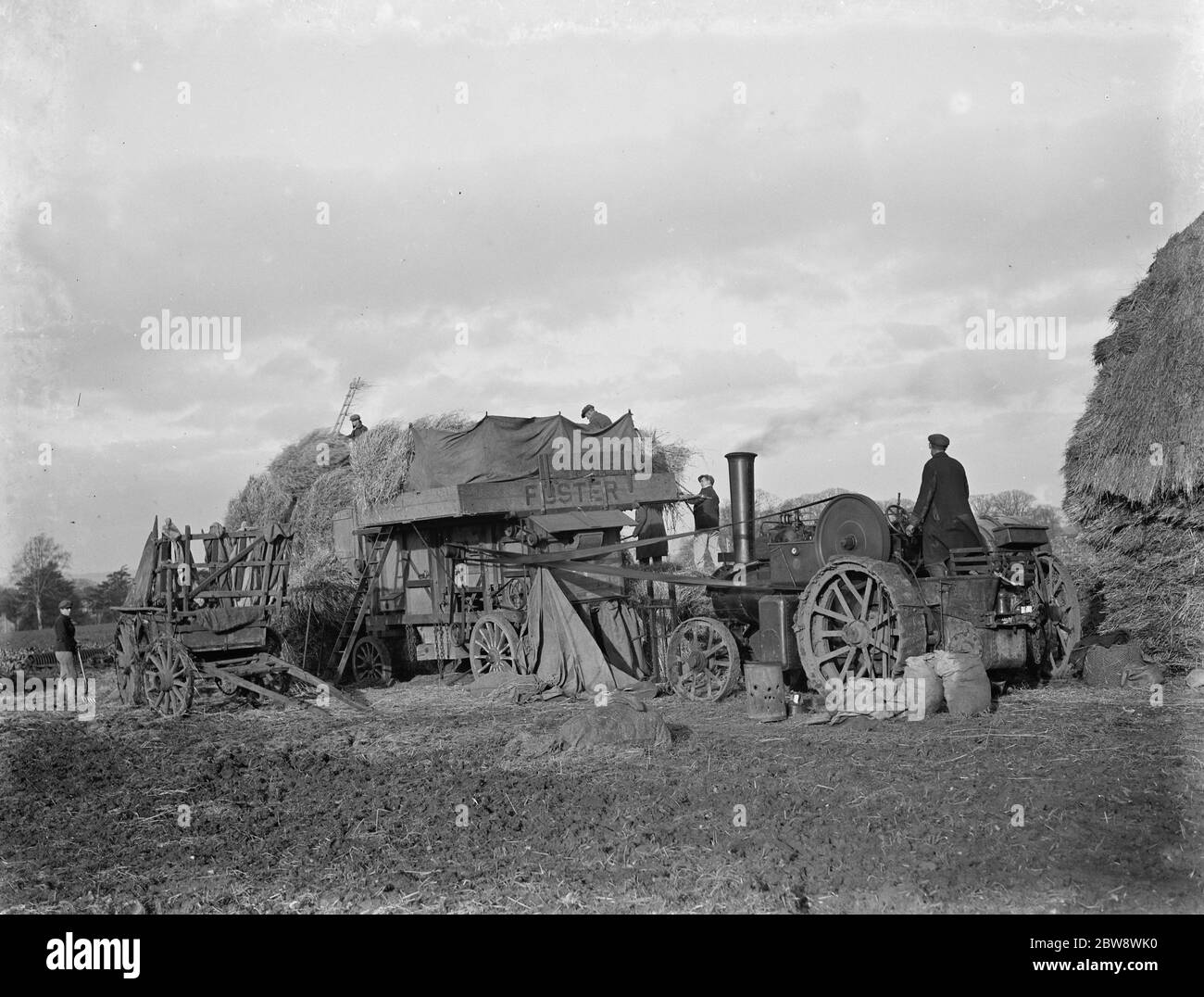 Farm workers using a portable steam engine and belt driven threshing