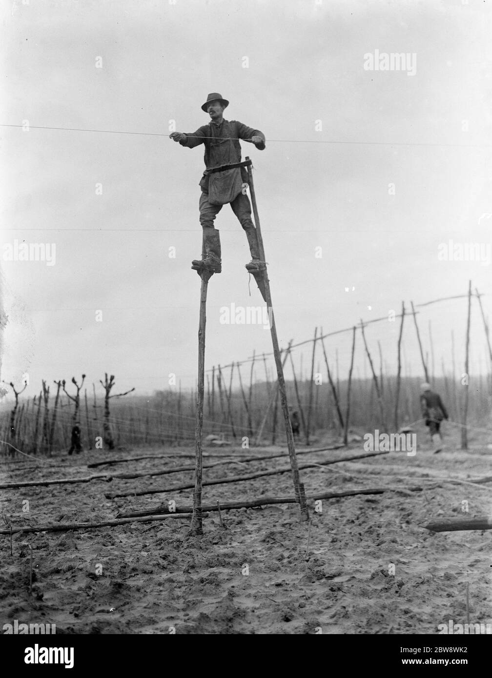 A man uses stilts for the stringing of the hop poles . 1937 Stock Photo
