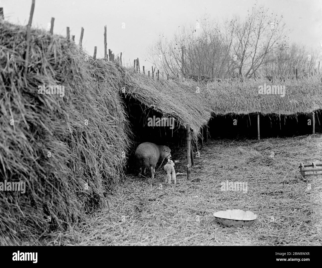 The early February lambs arrive . 1936 Stock Photo