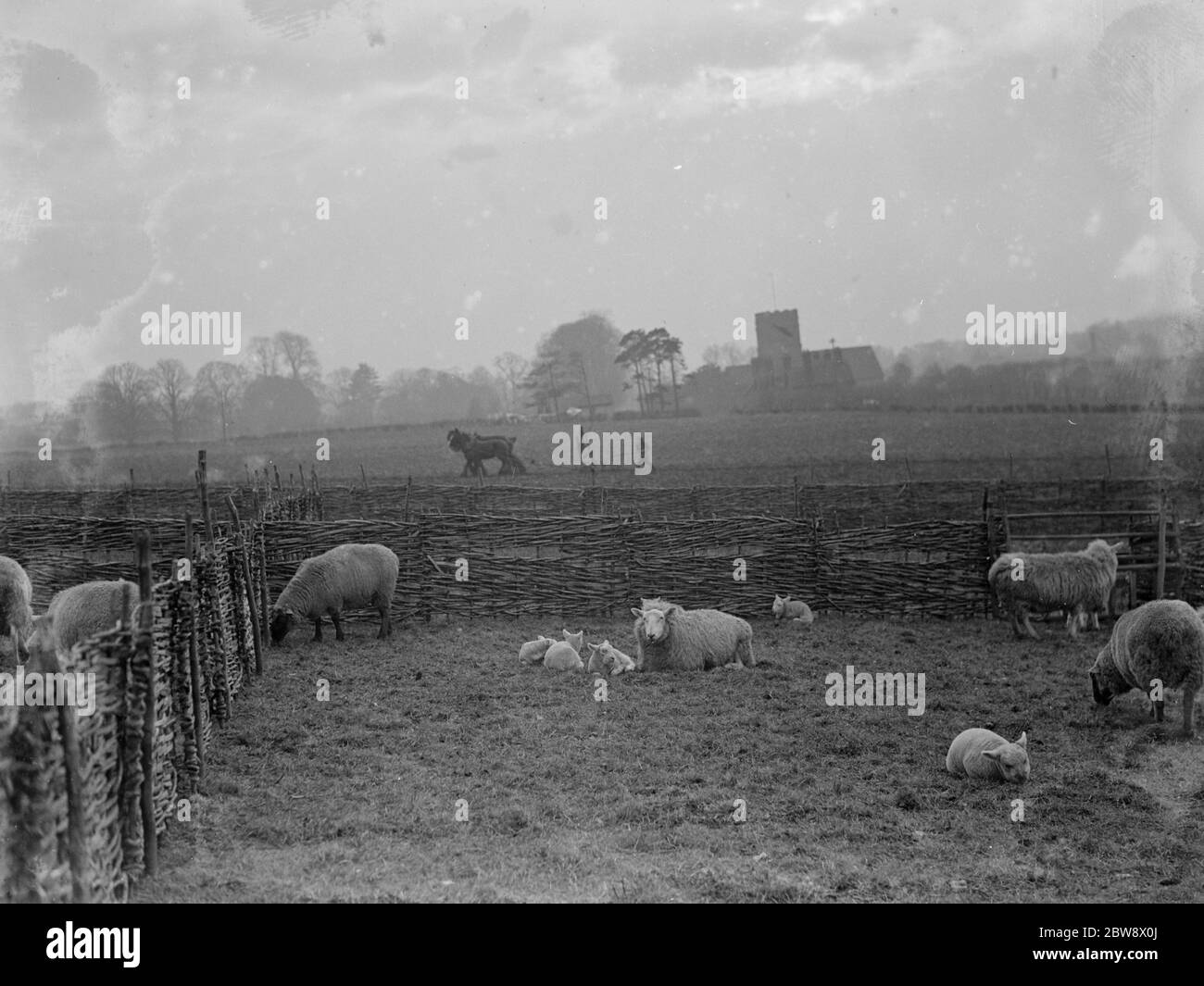 The early lambing season brings a lovely sight at Horton Kirby in Kent . February 1936 Stock Photo