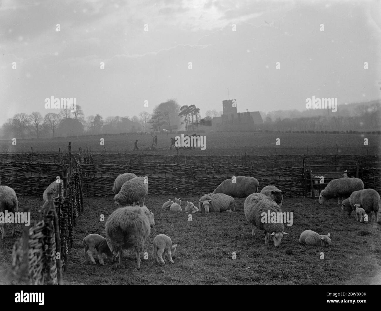 The early lambing season brings a lovely sight at Horton Kirby in Kent . 1936 Stock Photo