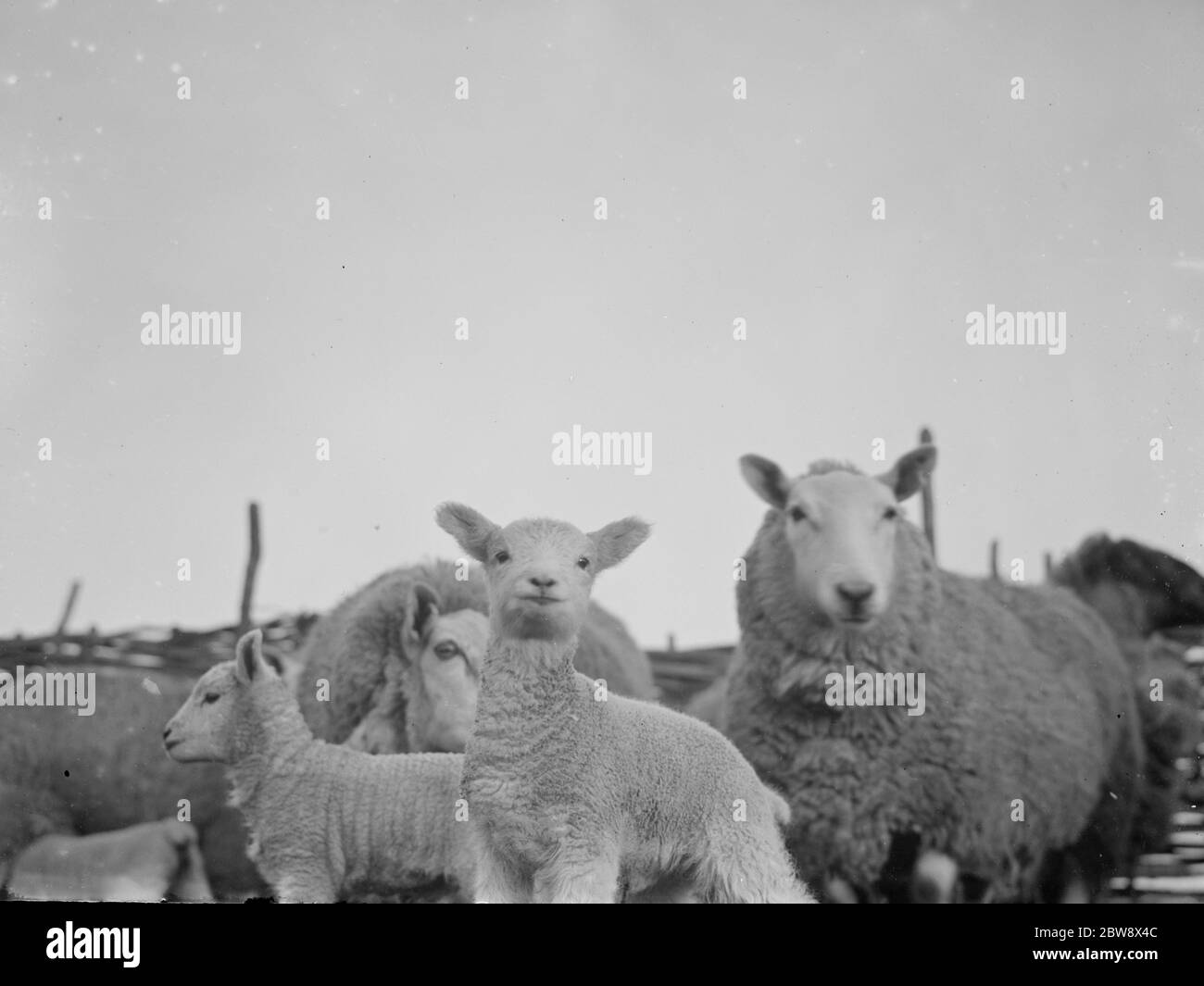 The cute new arrivals with their mothers during the February lambing season . 7 February 1936 Stock Photo