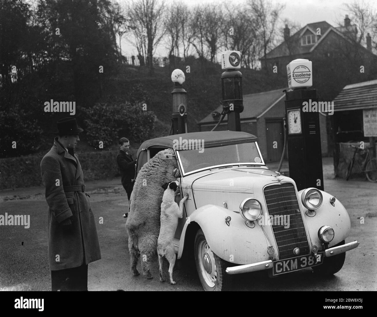 A ewe with her dog friend climb in the window of a sports car in West Malling . 1937 Stock Photo