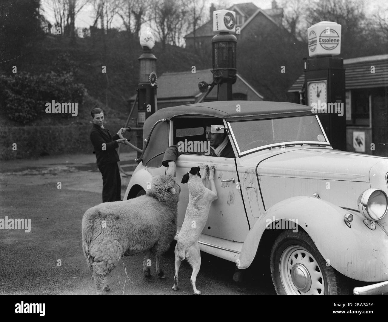 A ewe with her dog friend climb in the window of a sports car in West Malling . 1937 Stock Photo