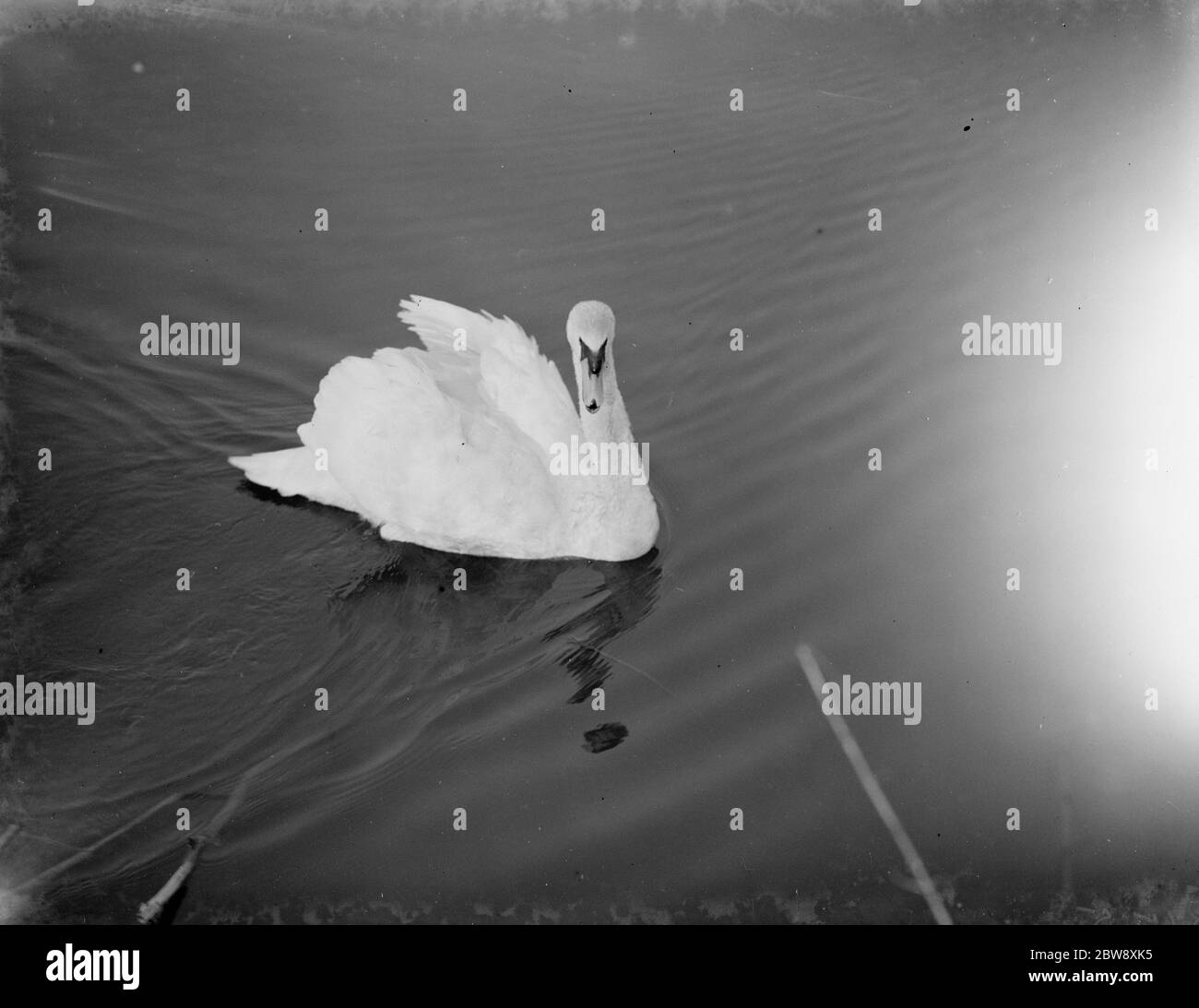 Swan swims along the river . 1938 Stock Photo