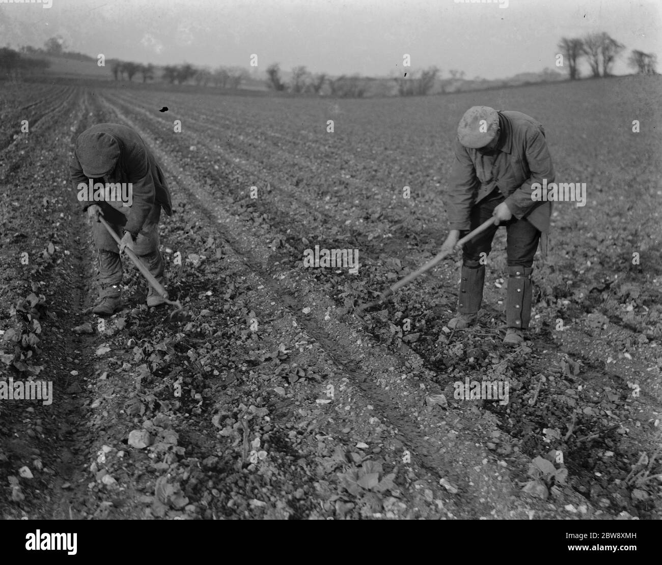 Farm workers hoeing in a field in Ruxley , Kent . 1939 . Stock Photo