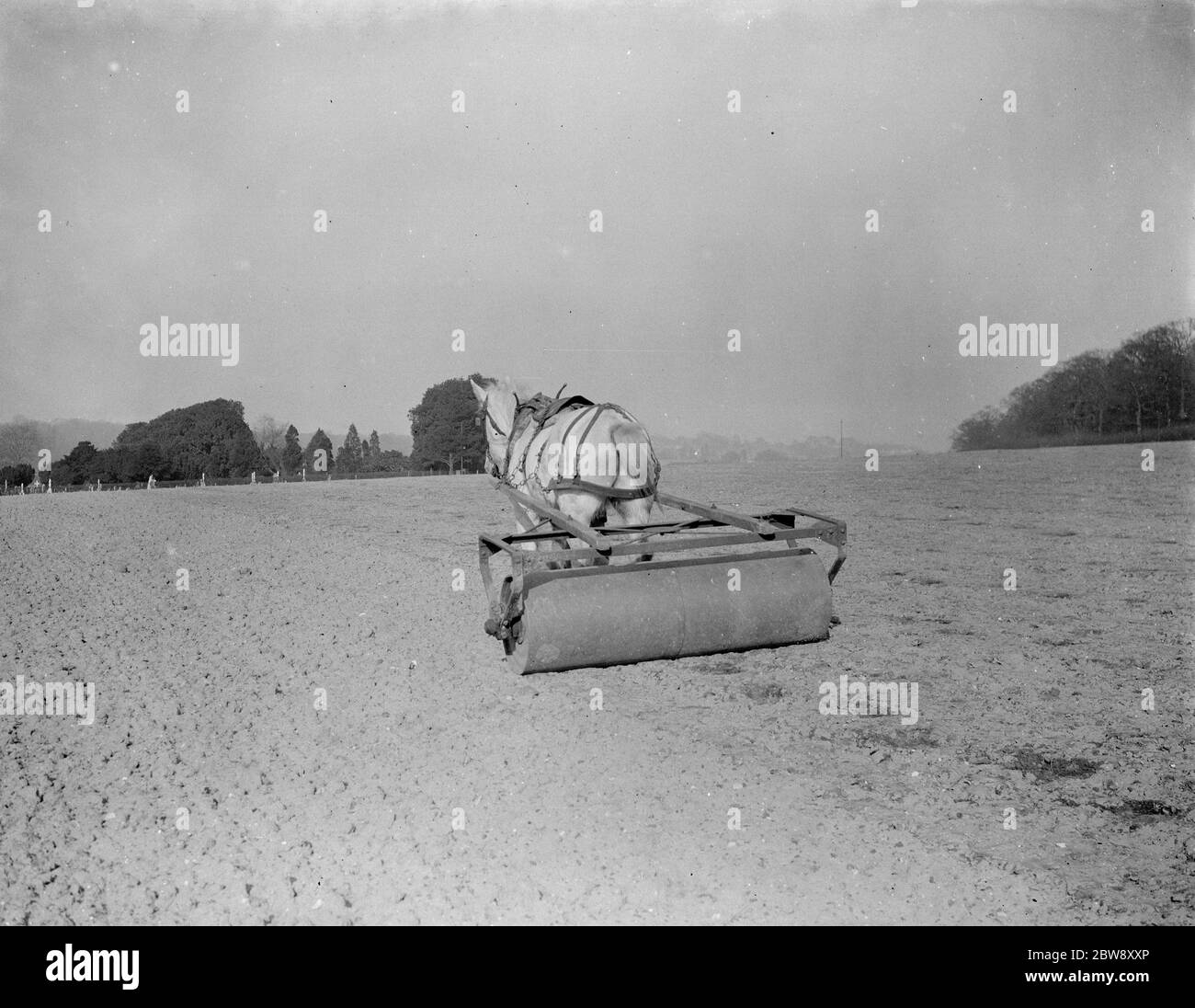 A horse drawn roller rolling in oats in field . 1938 Stock Photo