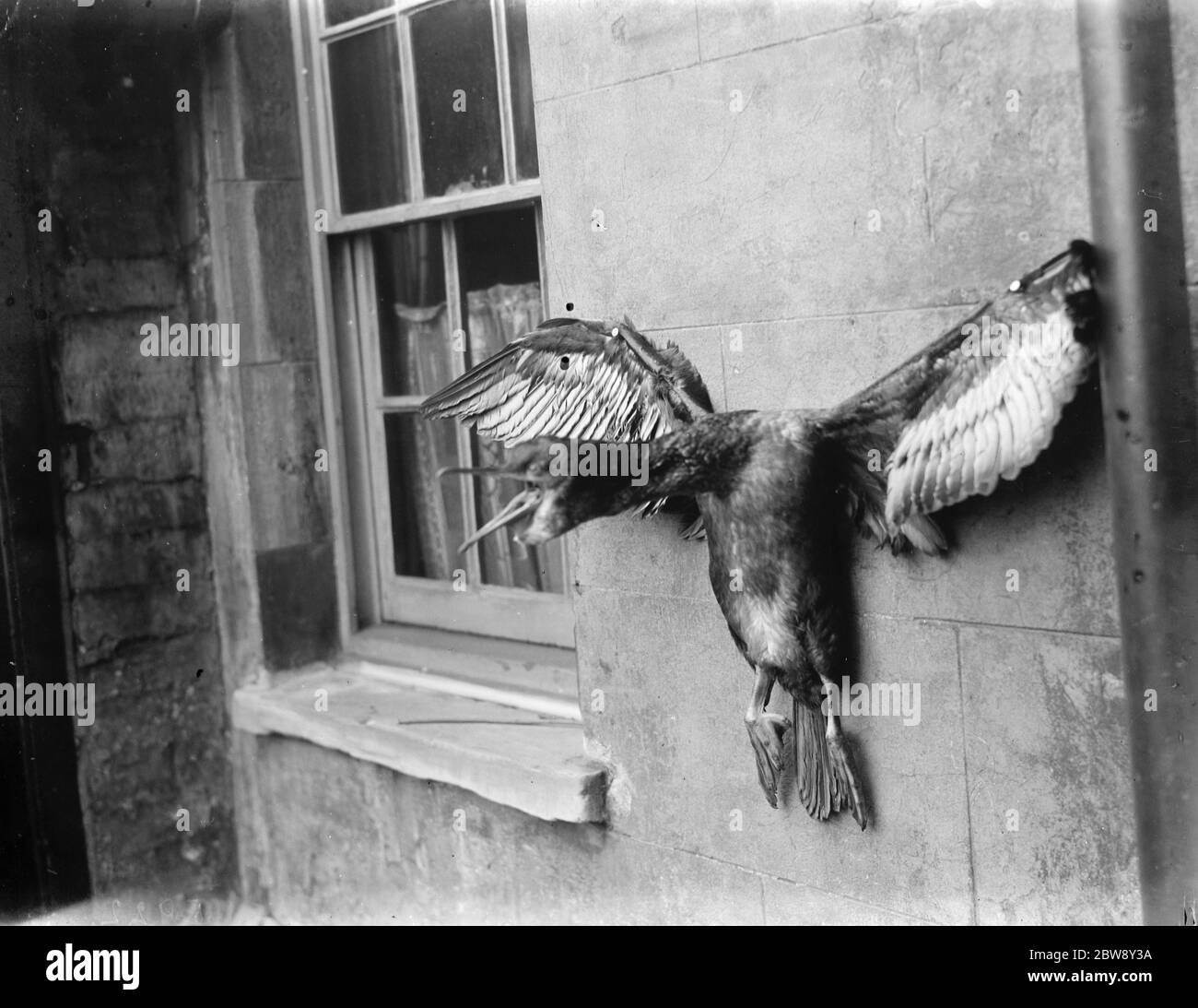 A gamekeeper nails a cormorant to the wall posing it in an angry posture . 1937 Stock Photo