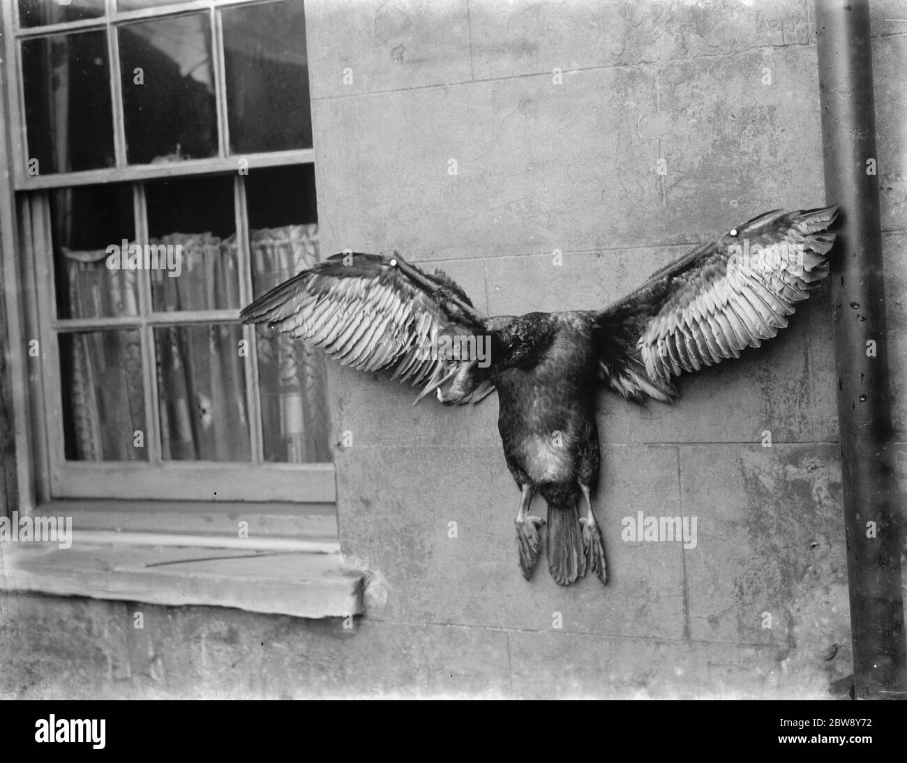A gamekeeper nails a cormorant to the wall posing it in an angry posture . 1937 Stock Photo
