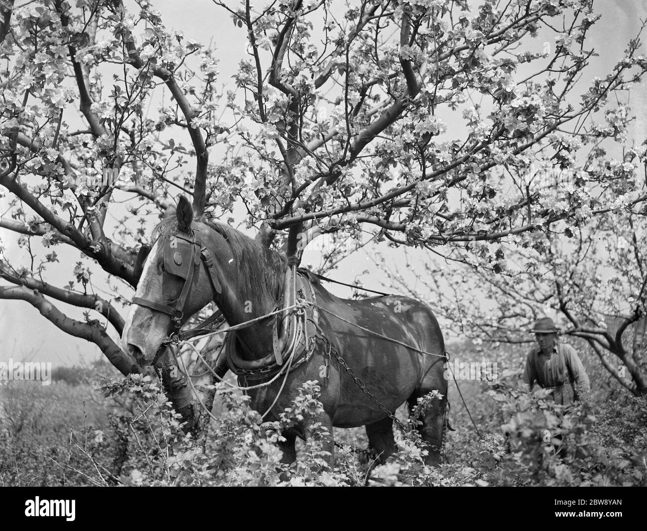 A farmer and his horse tilling between the gooseberry bushes next to the apple blossom in Farningham , Kent . 1939 . Stock Photo