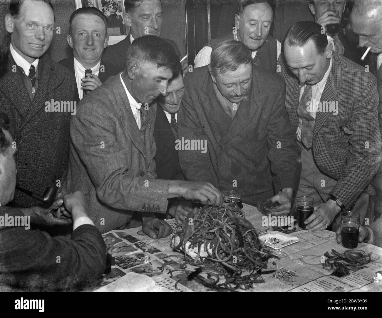 Paying in night at the Rat and Sparrow Club in Eynsford , Kent . Men examine the pile of rat 's tails on the table . Members get paid according to the number of rat 's tails in their catch . 1939 Stock Photo