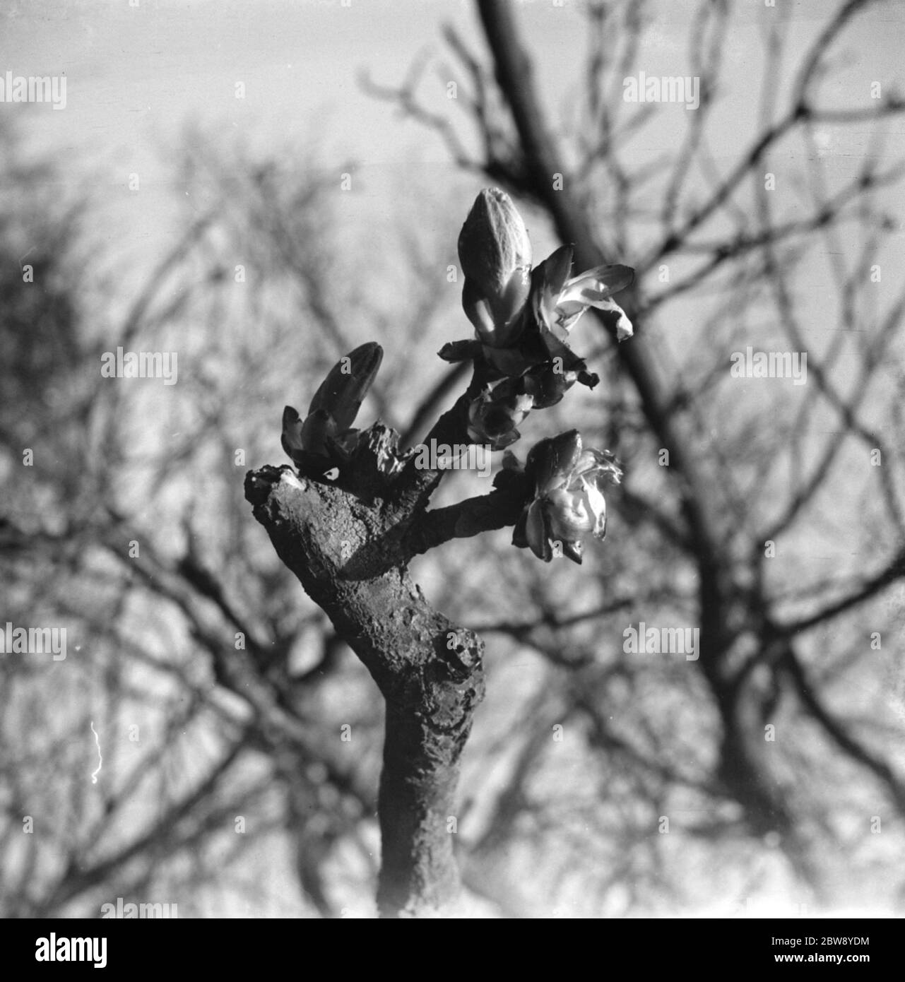 Horsechesnut buds on autumn branches . 1939 Stock Photo