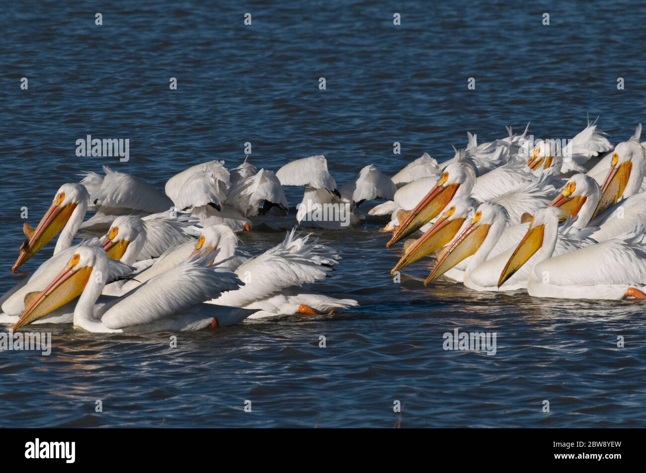 American white pelicans during breeding season on pond at Bear River National Wildlife Refuge Utah Stock Photo