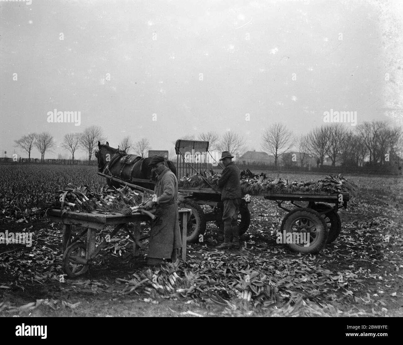 Bunching leeks together on a cart in Dartford marshes . 1939 Stock Photo